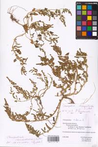 Oxybasis chenopodioides (L.) S. Fuentes, Uotila & Borsch, Восточная Европа, Центральный лесостепной район (E6) (Россия)
