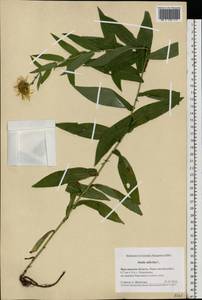 Pentanema salicinum subsp. salicinum, Восточная Европа, Центральный лесной район (E5) (Россия)