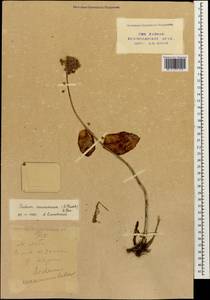 Hylotelephium maximum subsp. ruprechtii (Jalas) Dostál, Кавказ, Краснодарский край и Адыгея (K1a) (Россия)