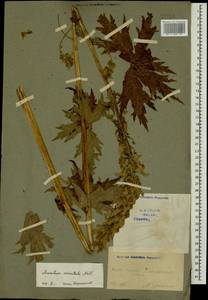 Борец восточный Mill., Кавказ, Грузия (K4) (Грузия)