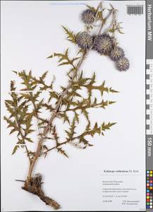 Echinops ritro var. ruthenicus (M.Bieb.) Schrad., Восточная Европа, Средневолжский район (E8) (Россия)
