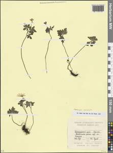 Ветреница кавказская Willd. ex Rupr., Кавказ, Краснодарский край и Адыгея (K1a) (Россия)