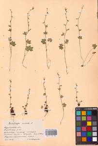 Камнеломка наклоненная, Камнеломка поникающая L., Восточная Европа, Северный район (E1) (Россия)