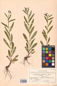 Незабудка скорпионовидная L., Восточная Европа, Московская область и Москва (E4a) (Россия)