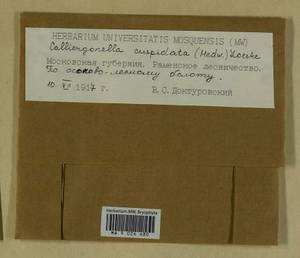 Calliergonella cuspidata (Hedw.) Loeske, Гербарий мохообразных, Мхи - Москва и Московская область (B6a) (Россия)