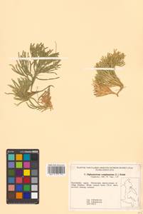 Diphasiastrum complanatum subsp. complanatum, Сибирь, Чукотка и Камчатка (S7) (Россия)