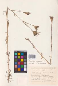 Гвоздика армериевидная L., Восточная Европа, Западный район (E3) (Россия)