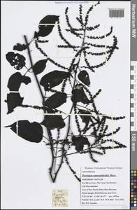 Deeringia amaranthoides (Lam.) Merr., Зарубежная Азия (ASIA) (Вьетнам)
