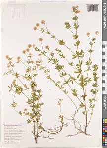 Lotus herbaceus (Vill.) Jauzein, Кавказ, Черноморское побережье (от Новороссийска до Адлера) (K3) (Россия)