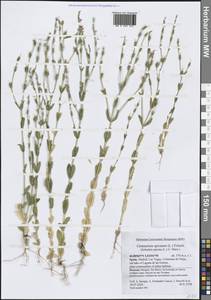 Schenkia spicata (L.) G.Mans., Западная Европа (EUR) (Испания)