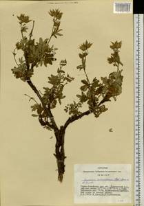 Farinopsis salesoviana (Steph.) Chrtek & Soják, Сибирь, Алтай и Саяны (S2) (Россия)