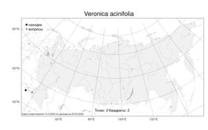 Veronica acinifolia, Вероника ягодколистная, Вероника душевиколистная L., Атлас флоры России (FLORUS) (Россия)