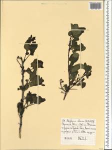 Gymnosporia obscura (A. Rich.) Loes., Африка (AFR) (Эфиопия)