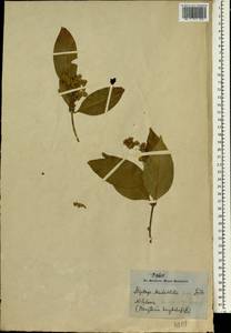 Hiptage benghalensis subsp. benghalensis, Зарубежная Азия (ASIA) (Индия)
