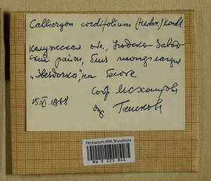 Calliergon cordifolium (Hedw.) Kindb., Гербарий мохообразных, Мхи - Центральное Нечерноземье (B6) (Россия)
