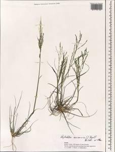 Diplachne fusca subsp. uninervia (J.Presl) P.M.Peterson & N.Snow, Зарубежная Азия (ASIA) (Израиль)