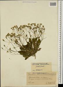 Crepis sancta subsp. sancta, Кавказ, Армения (K5) (Армения)
