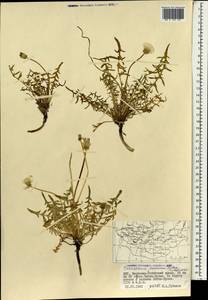 Одуванчик китайский Kitag., Монголия (MONG) (Монголия)