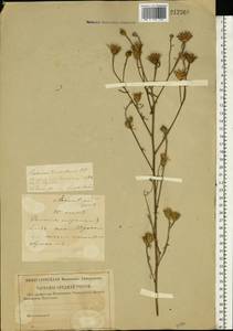 Centaurea stoebe subsp. stoebe, Восточная Европа, Средневолжский район (E8) (Россия)