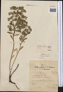 Молочай острый, Средняя Азия и Казахстан, Северный и Центральный Казахстан (M10) (Казахстан)