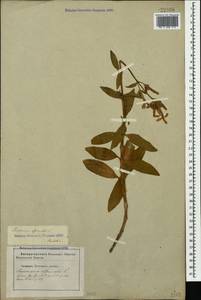 Мыльнянка лекарственная L., Кавказ, Ставропольский край, Карачаево-Черкесия, Кабардино-Балкария (K1b) (Россия)