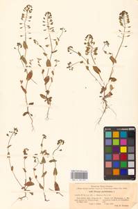 Яруточка пронзеннолистная (L.) F.K.Mey., Восточная Европа, Центральный лесостепной район (E6) (Россия)