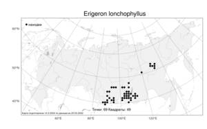 Erigeron lonchophyllus, Мелколепестник копьелистный Hook., Атлас флоры России (FLORUS) (Россия)