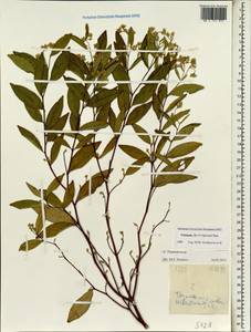 Thymelaeaceae, Зарубежная Азия (ASIA) (Вьетнам)