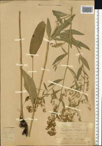 Клоповник широколистный L., Восточная Европа, Центральный лесостепной район (E6) (Россия)