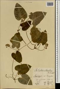 Cynanchum japonicum (Thunb.), Зарубежная Азия (ASIA) (КНР)