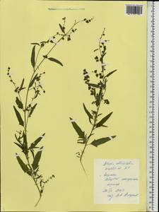 Лебеда продолговатолистная Waldst. & Kit., Восточная Европа, Центральный лесостепной район (E6) (Россия)