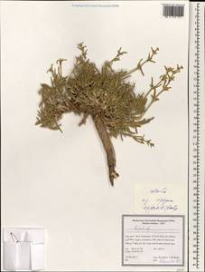 Salsola oppositifolia Desf., Зарубежная Азия (ASIA) (Иран)