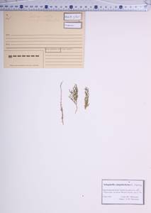 Плаунок кровянокрасный (L.) Spring, Сибирь, Алтай и Саяны (S2) (Россия)