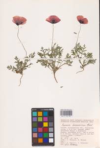 Мак песчаный M.Bieb., Восточная Европа, Нижневолжский район (E9) (Россия)