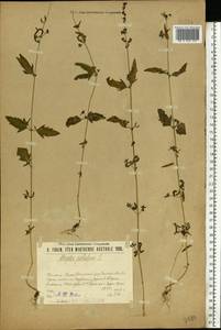 Лебеда раскидистая L., Восточная Европа, Волжско-Камский район (E7) (Россия)