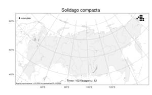 Solidago compacta, Золотарник сжатый Turcz., Атлас флоры России (FLORUS) (Россия)
