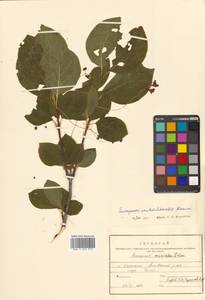 Бересклет сахалинский (F.Schmidt) Maxim., Сибирь, Дальний Восток (S6) (Россия)