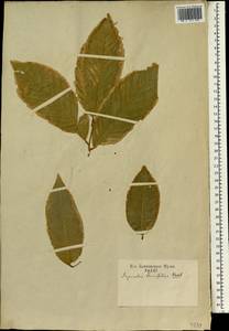 Sapindus trifoliatus L., Зарубежная Азия (ASIA) (Неизвестно)