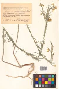 Erysimum quadrangulum Desf., Восточная Европа, Нижневолжский район (E9) (Россия)