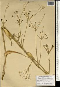 Ferula macrocolea (Boiss.) Boiss., Зарубежная Азия (ASIA) (Иран)