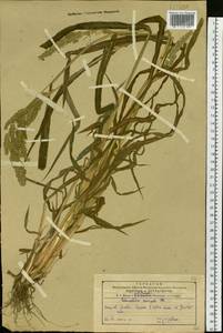 Ежовник обыкновенный, Куриное просо (L.) P.Beauv., Сибирь, Дальний Восток (S6) (Россия)