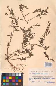 Спорыш птичий, Горец птичий L., Восточная Европа, Северо-Украинский район (E11) (Украина)