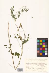 Астрагал монгольский Bunge, Сибирь, Дальний Восток (S6) (Россия)