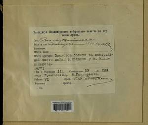 Brachythecium rivulare Schimp., Гербарий мохообразных, Мхи - Центральное Нечерноземье (B6) (Россия)