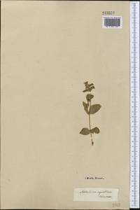 Stellaria aquatica (L.) Scop., Средняя Азия и Казахстан, Каракумы (M6) (Туркмения)