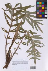 Lophiolepis decussata (Janka) Del Guacchio, Bureš, Iamonico & P.Caputo, Восточная Европа, Московская область и Москва (E4a) (Россия)