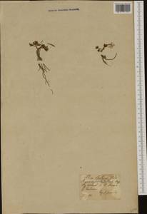 Ranunculus traunfellneri Hoppe, Западная Европа (EUR) (Италия)