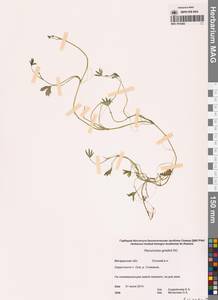 Лютик Гмелина DC., Сибирь, Чукотка и Камчатка (S7) (Россия)