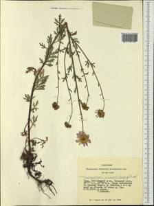 Хризантема Завадского, Сибирь, Алтай и Саяны (S2) (Россия)