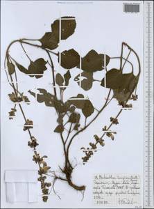 Plectranthus lanuginosus (Hochst. ex Benth.) Agnew, Африка (AFR) (Эфиопия)